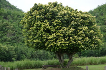 Banyan tree in garden in Thailand