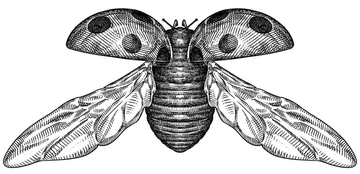 Engrave isolated ladybug hand drawn graphic illustration
