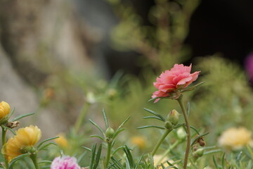 Close up pink flower, Portulaca Grandiflora, portulaca, Japanese rose, Moss roses, and yellow pollen in the middle with green leaves blur backdrop, Sunny plant blooming on the flower garden.