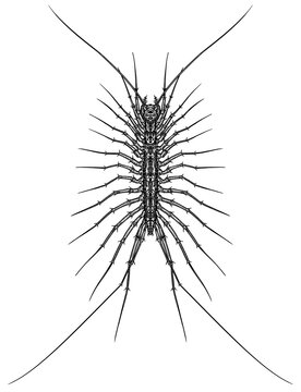 Engrave isolated scutigera hand drawn graphic illustration