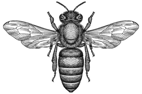 Engrave isolated bee hand drawn graphic illustration