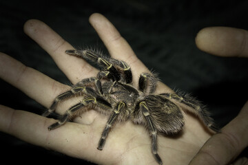 tarantula on a hand