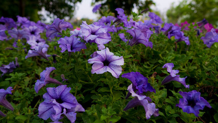 Purple petunias flowers in the garden
