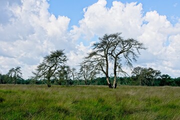 Obraz premium Summer in National Park de Hoge Veluwe in the East of the Netherlands