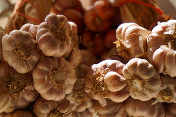 Thai garlic Thai herb in sunshine light