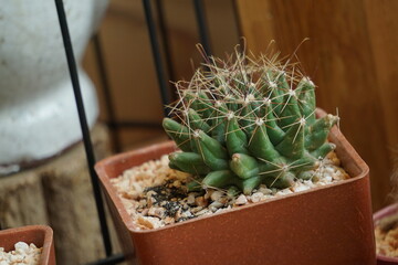 Various of small cantus tree planted in a pot