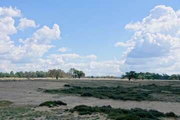 Fototapeta na wymiar Summer in National Park de Hoge Veluwe in the East of the Netherlands