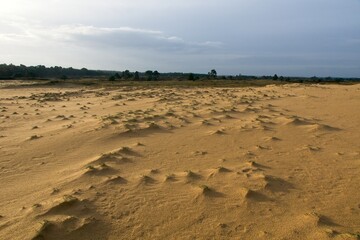 Sand dunes in National Park de Hoge Veluwe in the Netherlands