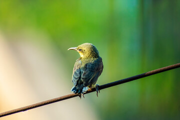 Olive backed purple sunbird sitting on a electric cable