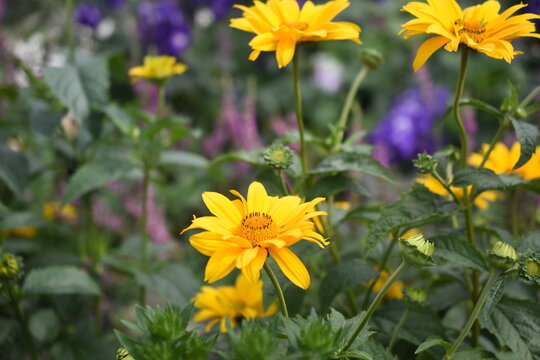 Staudensonnenblume Bilder Durchsuchen 2,126 Archivfotos