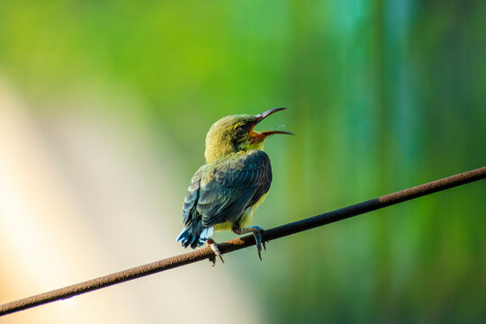 Olive backed purple sunbird sitting on a electric cable