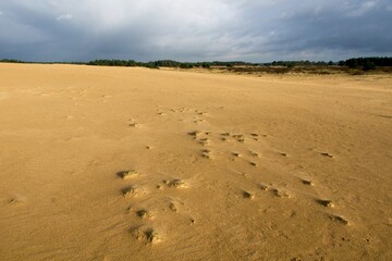 Sand dunes in National Park de Hoge Veluwe in the Netherlands