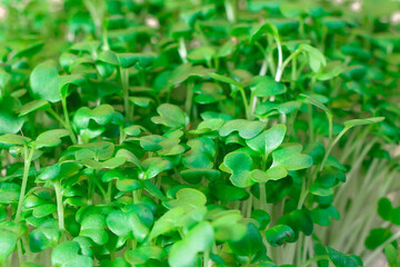 Germination of seeds for nutrition. Seedlings Micro Greens