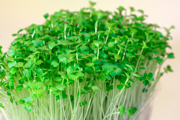Germination of seeds for nutrition. Seedlings Micro Greens