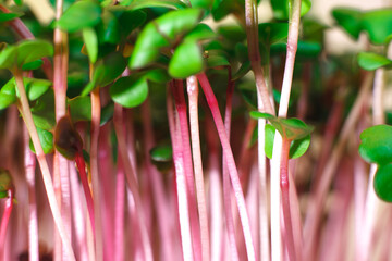Germination of seeds for nutrition. Seedlings Micro Greens