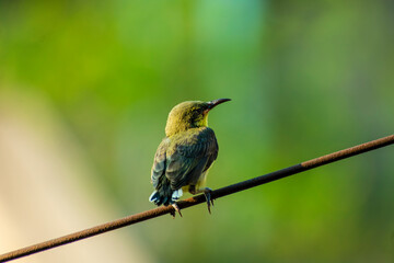 Olive backed purple sunbird sitting on a electric cable