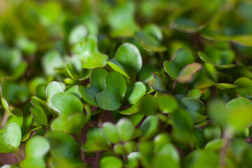 Germination of seeds for nutrition. Seedlings Micro Greens