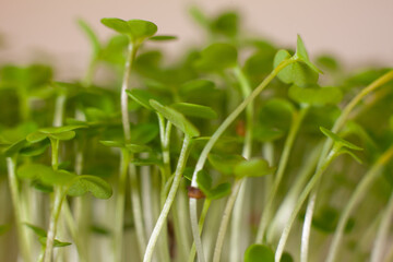 Germination of seeds for nutrition. Seedlings Micro Greens