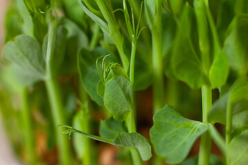 Germination of seeds for nutrition. Seedlings Micro Greens