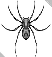 Engrave isolated spider hand drawn graphic illustration