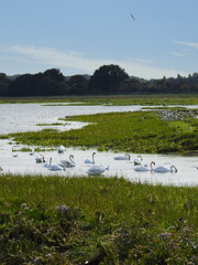 A group of white swans in the shallow lagoon water