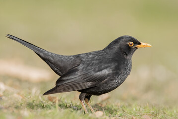 Amsel auf der Wiese