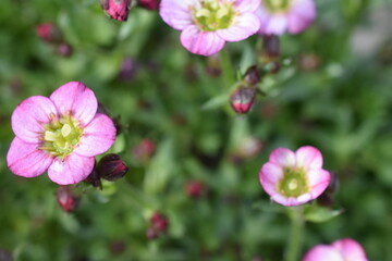 Obraz premium Moos-Steinbrech