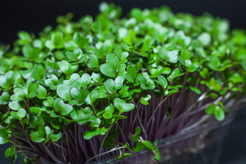 Germination of seeds for nutrition. Seedlings Micro Greens