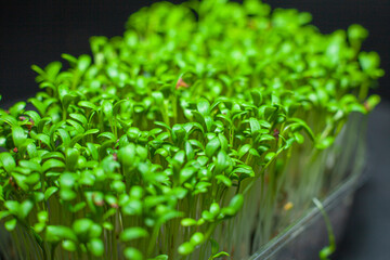 Germination of seeds for nutrition. Seedlings Micro Greens