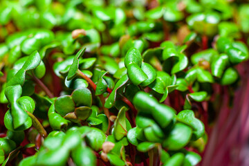 Germination of seeds for nutrition. Seedlings Micro Greens
