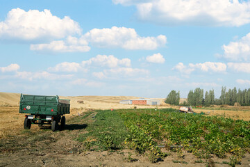 Fototapeta premium agricultural field with a trailer for harvesting the crop on a sunny summer day in Spain