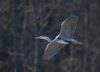 Heron flying over a frozen lake in Stockholm