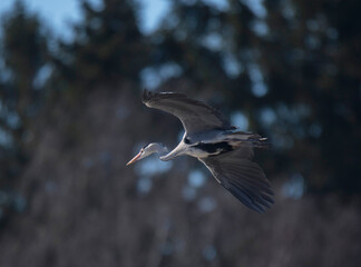 Heron flying over a frozen lake in Stockholm
