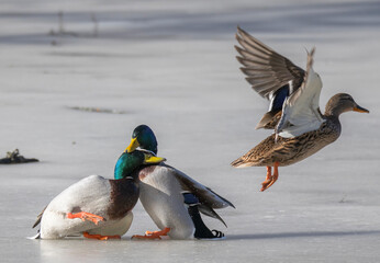 A pair of mallards standing on a frozen lake a winter day in Stockholm