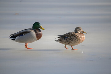 A pair of mallards standing on a frozen lake a winter day in Stockholm