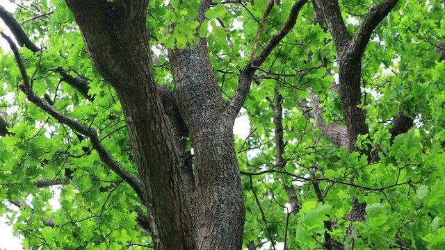 green oak tree in summer
