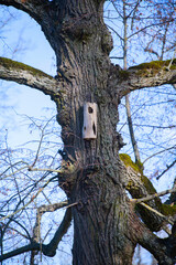 Old bird house in a old tree at winter in a park in Stockholm