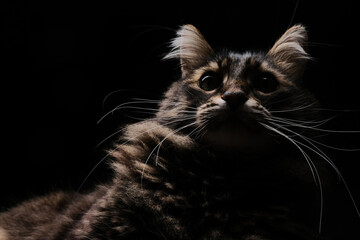 Low key Siberian tabby cat studio portrait isolated on black background.