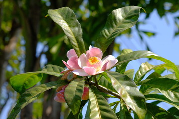 Gustavia Beautiful Pink Heavenly Lotus