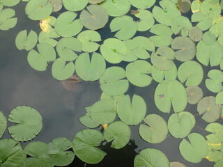 睡蓮の葉
