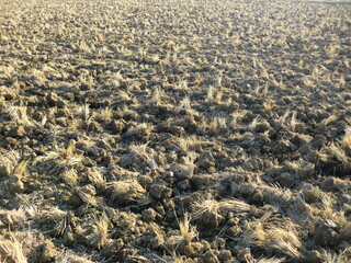 田起こしをした田圃