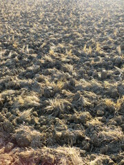 田起こしをした田圃