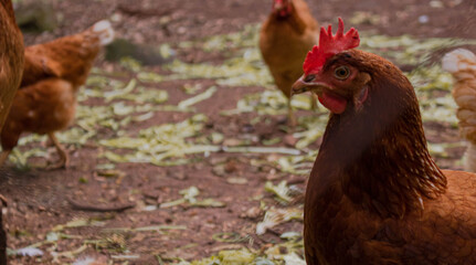 chicken