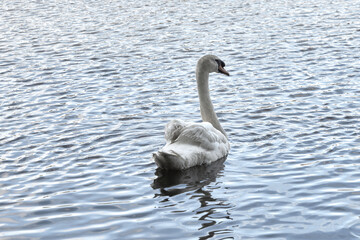 Jeune cygne s'éloignant de la rive .
