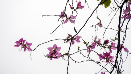 The beautiful Bauhinia and black branches stretch are isolated on white background , look like a Chinese flower ink painting