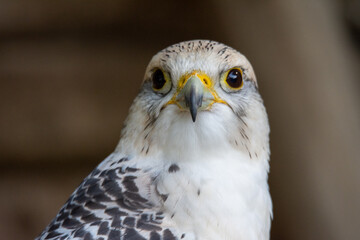ptak drapieżny, bird, ptak, dzika natura, jastrząb, drapieżnik