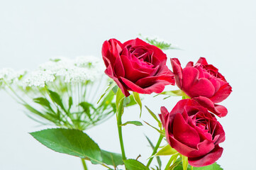 赤いスプレーバラ