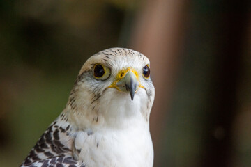 ptak drapieżny, bird, ptak, dzika natura, jastrząb, drapieżnik