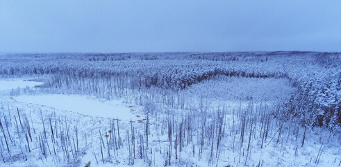 Deep Estonian bog and forest during winter season by drone view