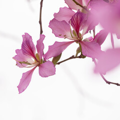 The beautiful Bauhinia and  branches stretch are isolated on white background , look like a Chinese flower ink painting	